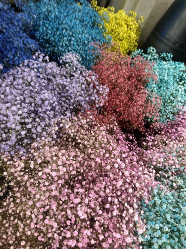 染めのカスミ草 色とりどりキレイです 渋谷区恵比寿駅前の花屋 深夜も営業 Hana華林 ハナカリン
